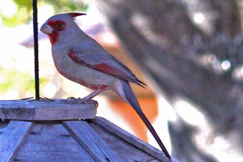 Pyrrhuloxia Grey Cardinal
